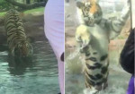 Тигр проверил на прочность стекло и нервы студентов в зоопарке ветеринарного колледжа в США (Видео)