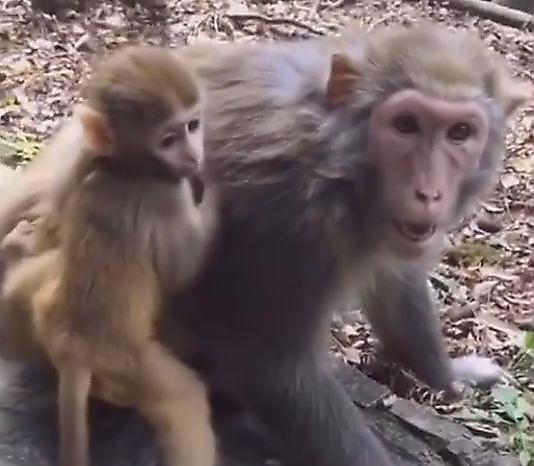Заботливая обезьяна предостерегла своего детёныша от случайных знакомств ▶