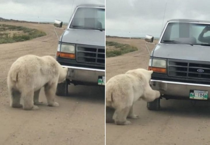 Белый медведь не смог пройти мимо, увидев «конкурента» в отражении хромированного бампера (Видео)