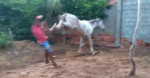 Лошадь послала в нокаут подбежавшего сзади наглеца (Видео)