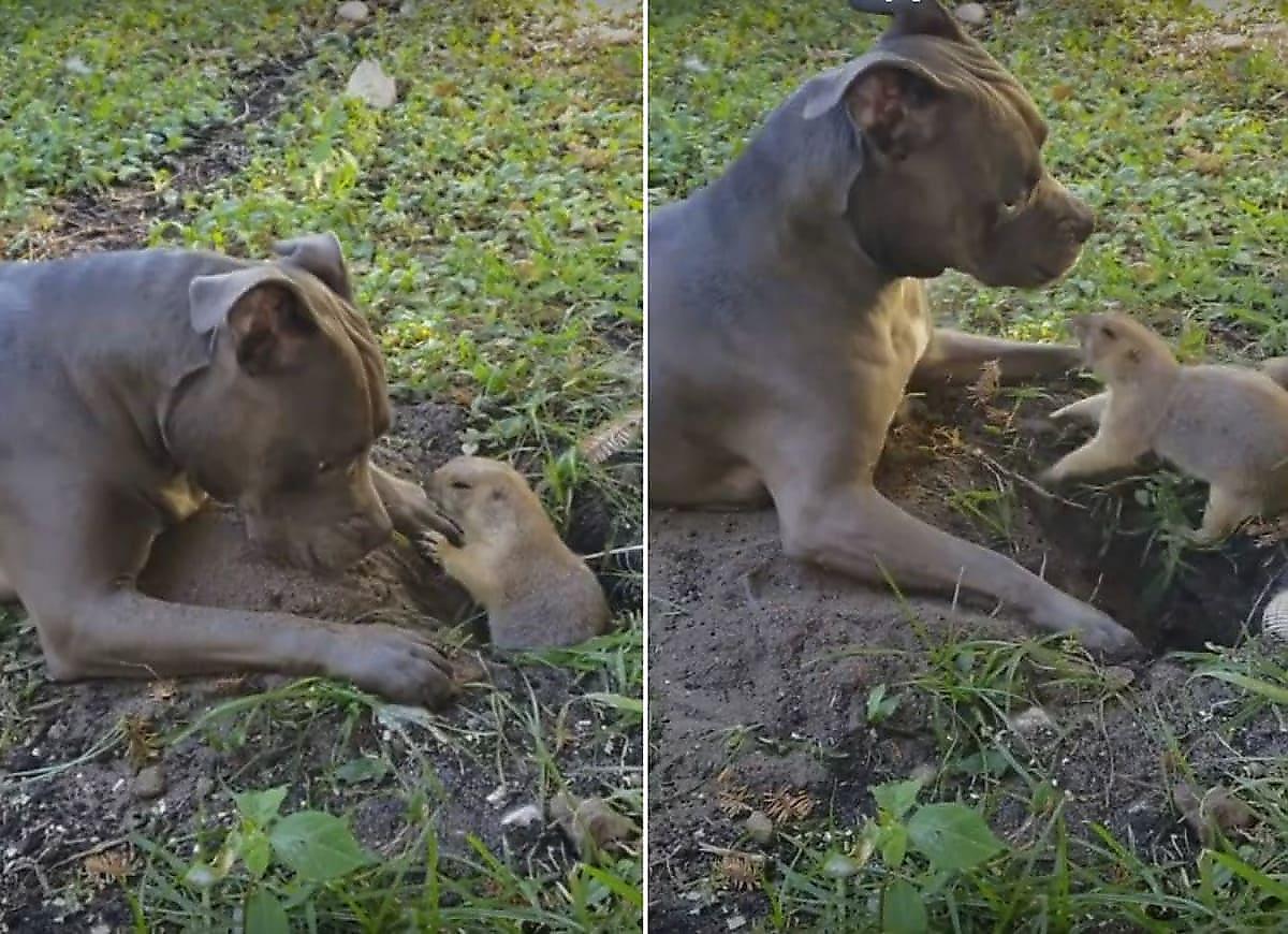 Луговая собачка напала на пса, мешающего рыть нору возле жилища хозяев