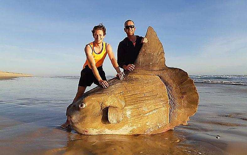 Рыбаки обнаружили гигантскую солнечную рыбу на пляже в Австралии ▶
