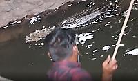 Спасатели вытащили циветту из глубокого колодца в Индии