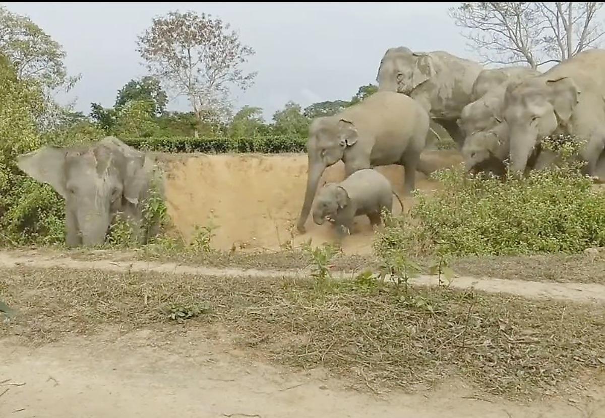 Стадо мигрирующих слонов разогнало жителей индийской деревни