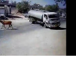 Водитель успел развернуть молоковоз и избежал столкновения с телёнком в Индии ▶