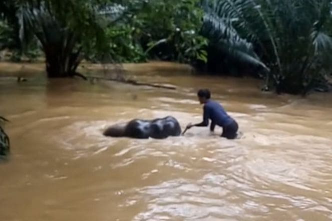 Жители деревни помогли слонам покинуть затопленную территорию в Тайланде (Видео)
