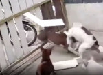 Злющий бульдог проломил ворота, вступил в схватку с лающими на него сородичами и попал на видео в Таиланде