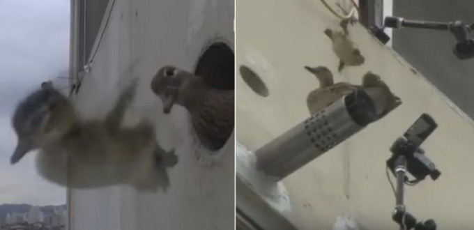Зоологи обеспечили мягкую посадку птенцам мандаринки, выпорхнувшим из гнезда на 9-ом этаже жилого здания (Видео)