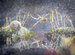 Фотограф сделал фотосессию для «мокрых» насекомых в итальянском лесу