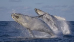 Фотограф запечатлел двух китов, синхронно вынырнувших у побережья Австралии (Видео)