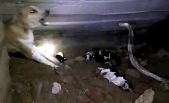 Кобра напала на собачье семейство в Индии (Видео)
