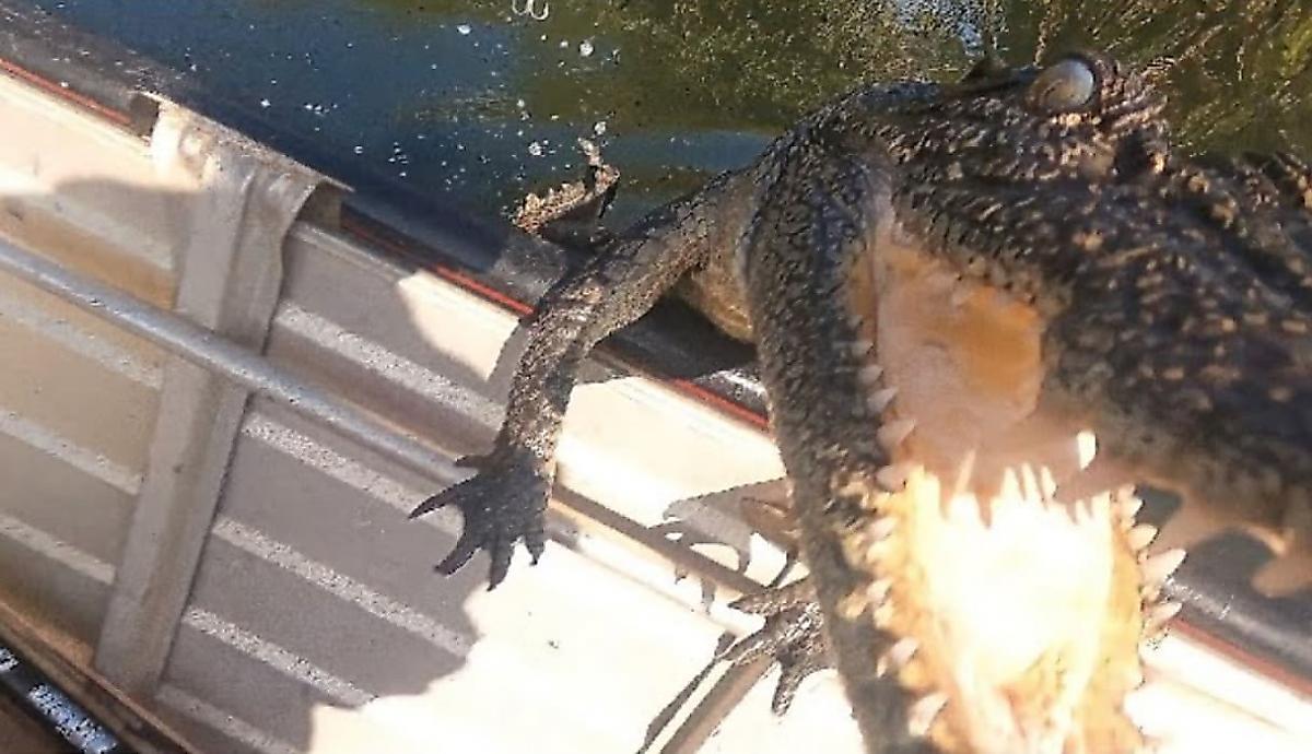 Кровожадный крокодил совершил налёт на лодку туристов и попал на видео в Австралии