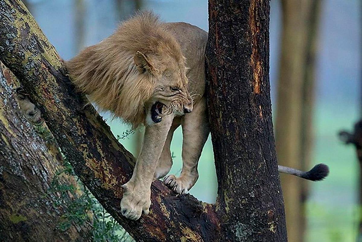 Лев спрятался на дереве от стада буйволов на глазах у фотографа в Кении
