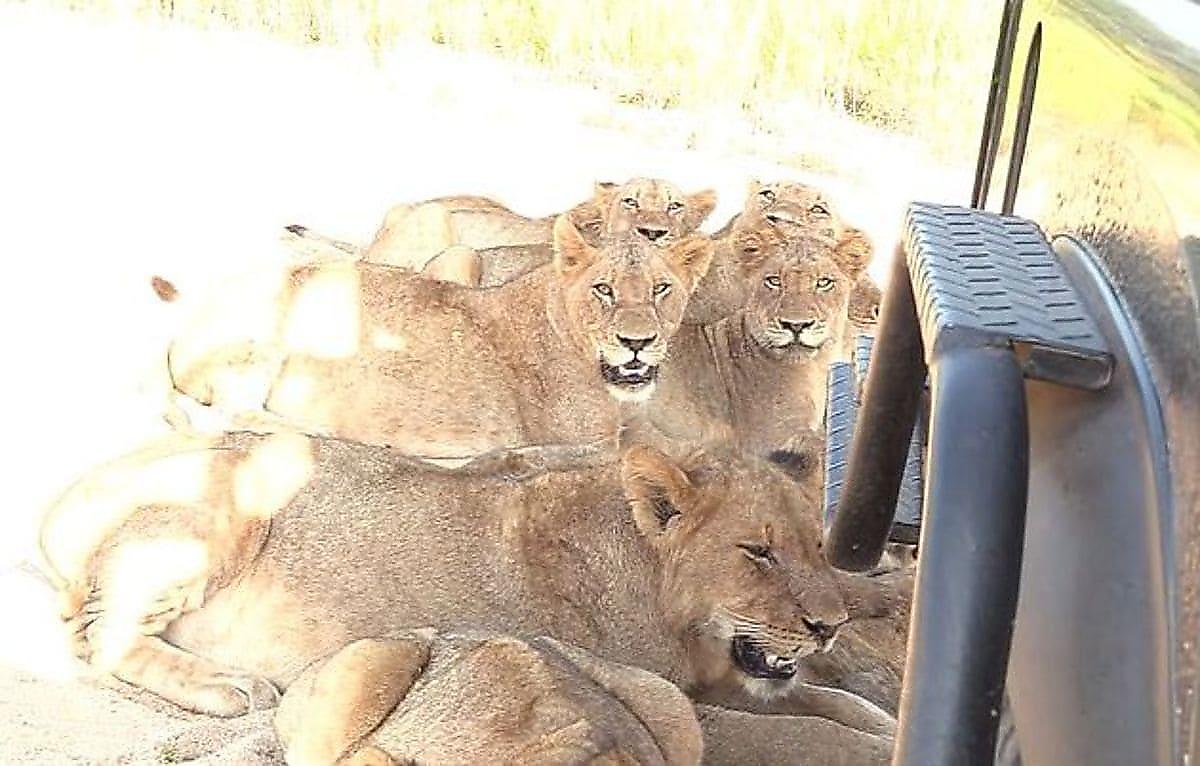 Львы, обнаружив тень, окружили туристический автомобиль в ЮАР