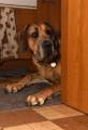 Настоящий Скуби-Ду: огромный пёс, который боится всего, проживает в Англии (Видео) 0