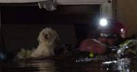 Собаку, две недели дрейфовавшую на диване в затопленном доме, спасли в США (Видео)