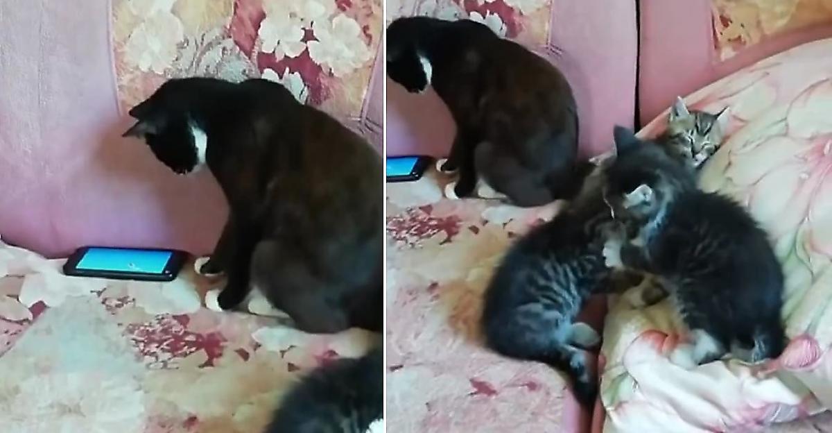 Современная мамаша: кошка-мать отвлеклась на гаджет и оставила без присмотра своих отпрысков