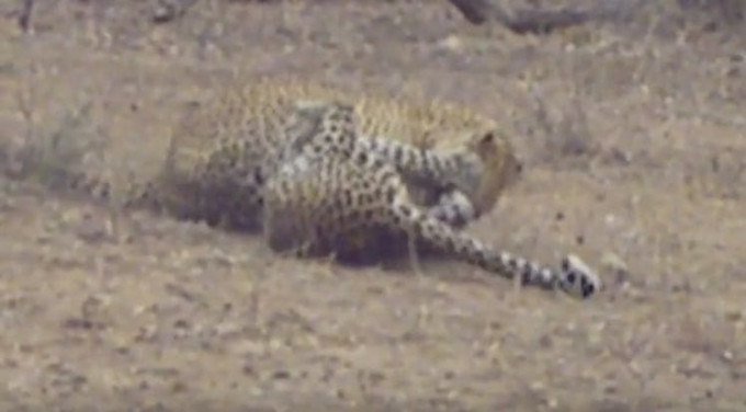 Туристы стали свидетелями смертельного боя леопардов в африканском заповеднике (Видео)