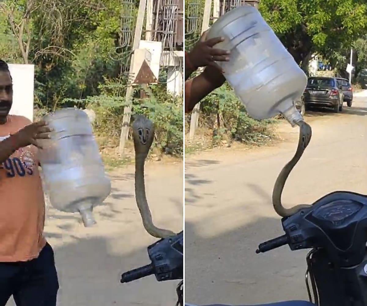 Змеелов, используя бутыль, поймал спрятавшуюся в мопеде кобру