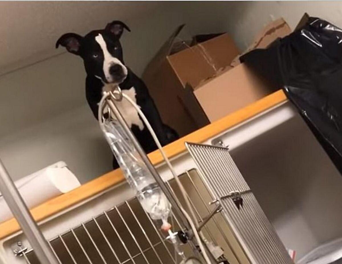 Четвероногий пациент выбрался из клетки и разгромил ветеринарный кабинет