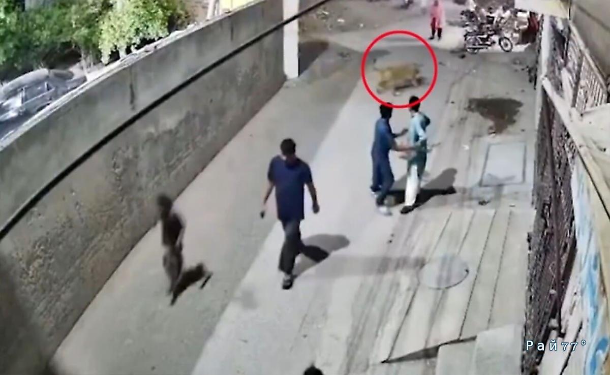 Домашний лев сбежал и напал на женщину с двумя детьми в Пакистане Домашний лев сбежал и напал на женщину с двумя детьми в Пакистане