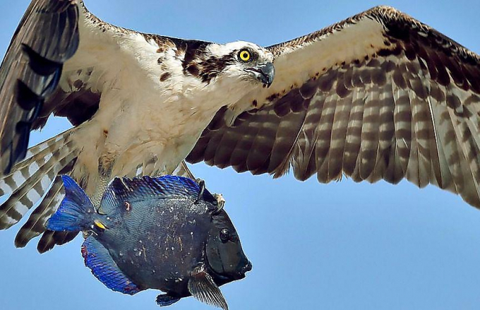 Голландский фотограф поймал в объектив хищную птицу, несущую свой обед