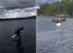 Голодный орлан похитил снасть, приманку и улов у канадского рыбака