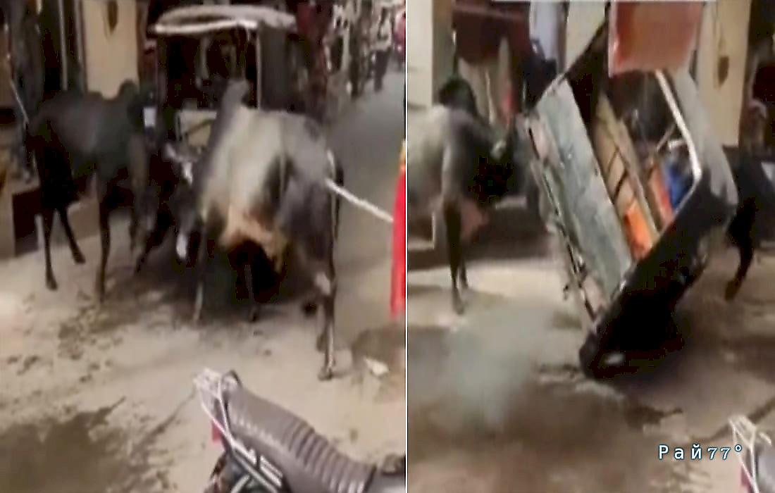 Мужчина на мотороллере пожалел, что вмешался в драку быков в Индии