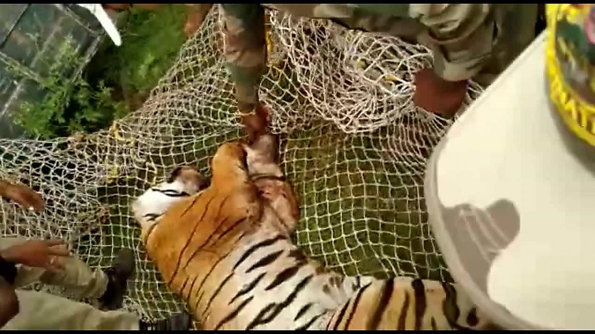Неуловимого тигра, погубившего 20 коров и козу, поймали в Индии