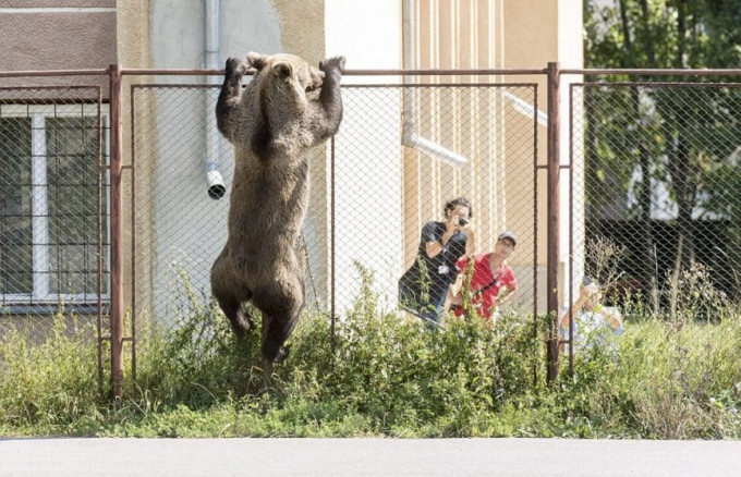 Охотник ликвидировал медведя, забравшегося в школу и задравшего козу в Румынии (Видео)