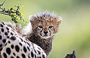 Плодовитая самка гепарда родила семерых детёнышей в заповеднике Масаи-Мара ▶ 9