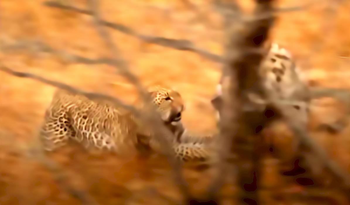 Самка леопарда, защищая детёныша, напала на гиену в ЮАР