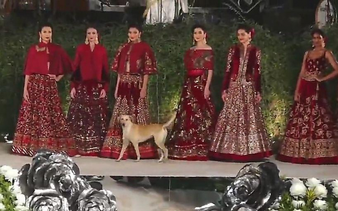 Собака отвлекла внимание от манекенщиц во время показа мод в Индии ▶