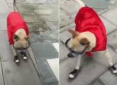 Собака, разъезжающая на роликах, удивила китайские соцсети (Видео)