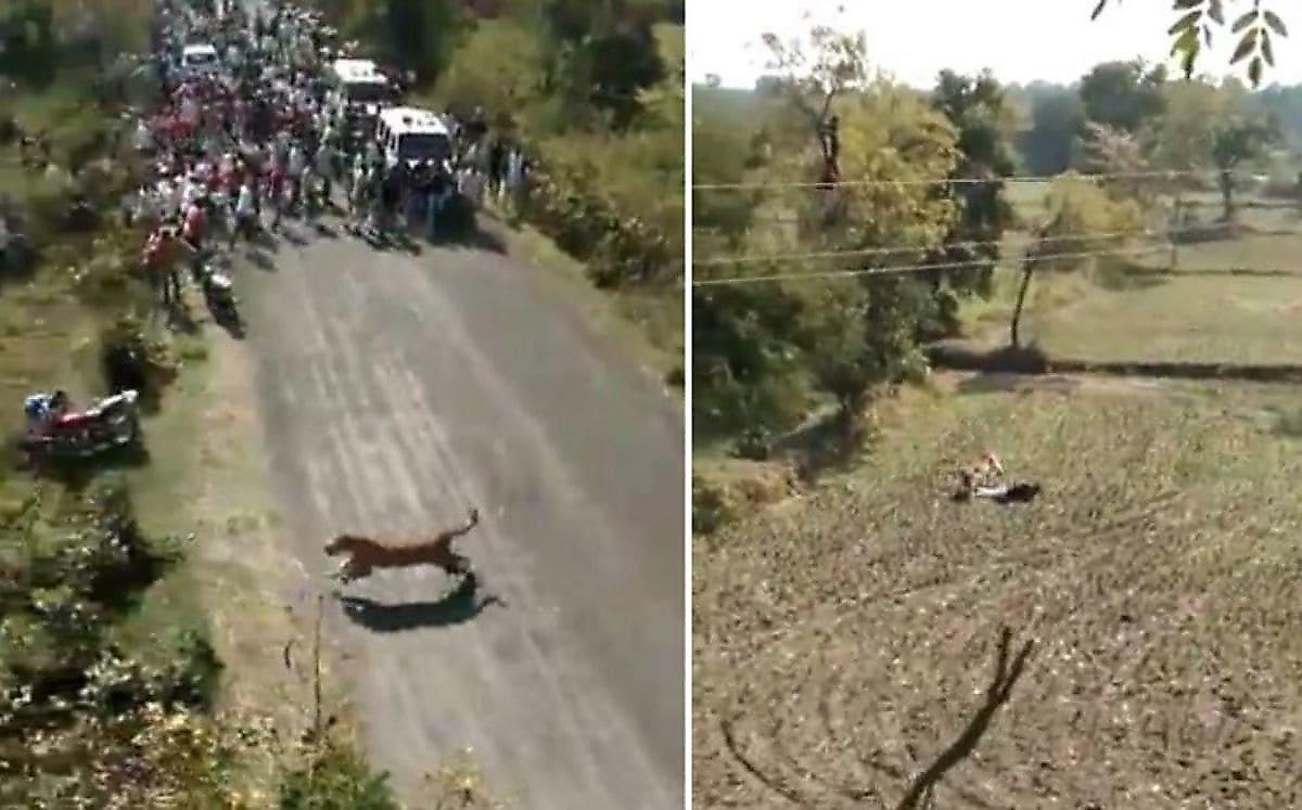 Толпы жителей попытались прогнать тигра, забравшегося в деревню в Индии