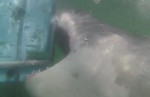 Белая акула проверила на прочность клетку с дайверами внутри (Видео)