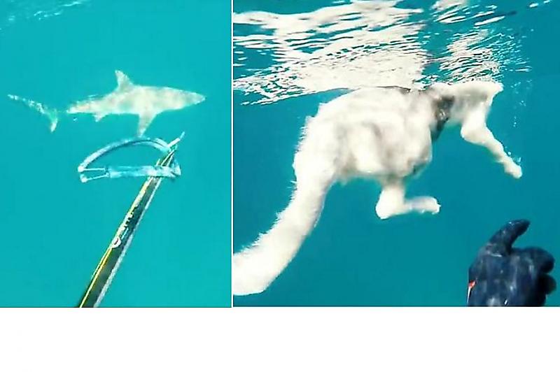 Дайвер спас своего пса от акулы у побережья Австралии ▶