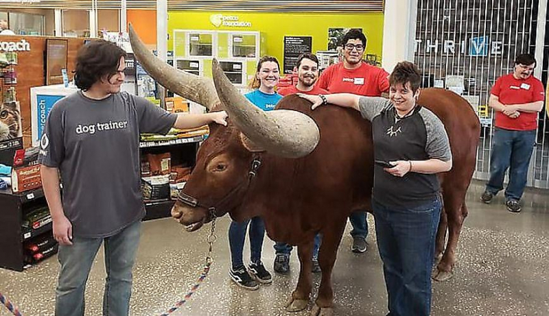 Фермер привёл африканского быка в супермаркет в Техасе ▶
