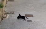 Кошка, зажав котёнка в зубах, преодолела высокое препятствие, на глазах у удивлённых туристов в Италии (Видео)