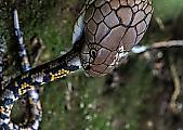 Кровожадная кобра пообедала питоном на глазах у туристов в Сингапуре 1