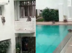 Обезьяны, «заселившись» в пустой из-за карантина отель, устроили заплыв в бассейне