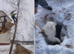 Очевидцы сняли спасение пса, упавшего в яму и кошки, застрявшей на дереве