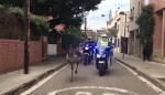 Полицейские не смогли взять живой сбежавшую от хозяина эму в Испании (Видео)