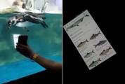 Посетитель зоопарка виртуально покормил пингвинов в Маниле (Видео)