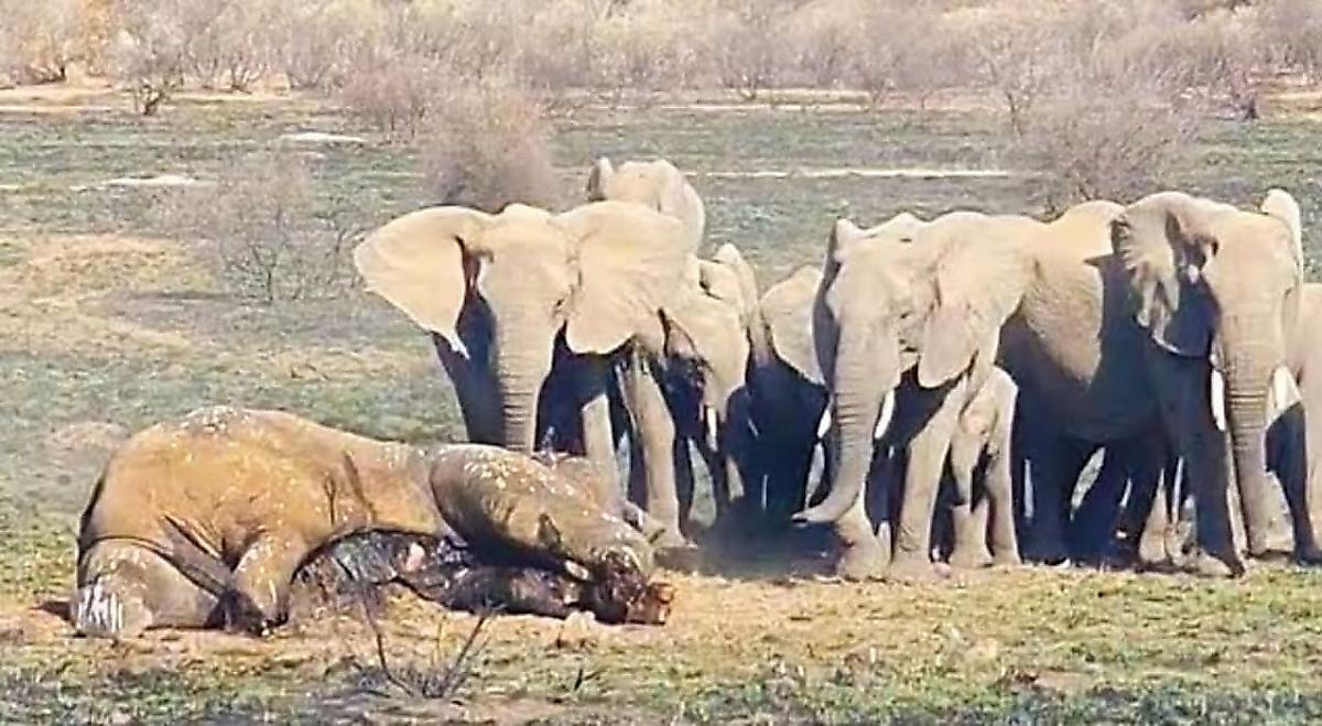 Последний бой вожака слоновьего стада, прощание с ним и львиную трапезу на его туше запечатлели туристы в ЮАР