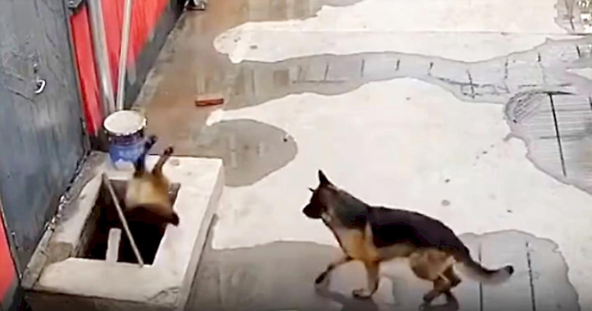 Пёс позвал хозяина, чтобы вытащить из колодца сородича и прославился в КНР