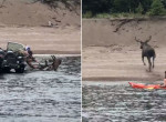 Рыбаки насильно вытащили дезориентированного лося из озера в Канаде