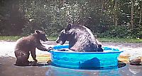 Медведица с медвежонком устроили забавные водные процедуры и попали на видео
