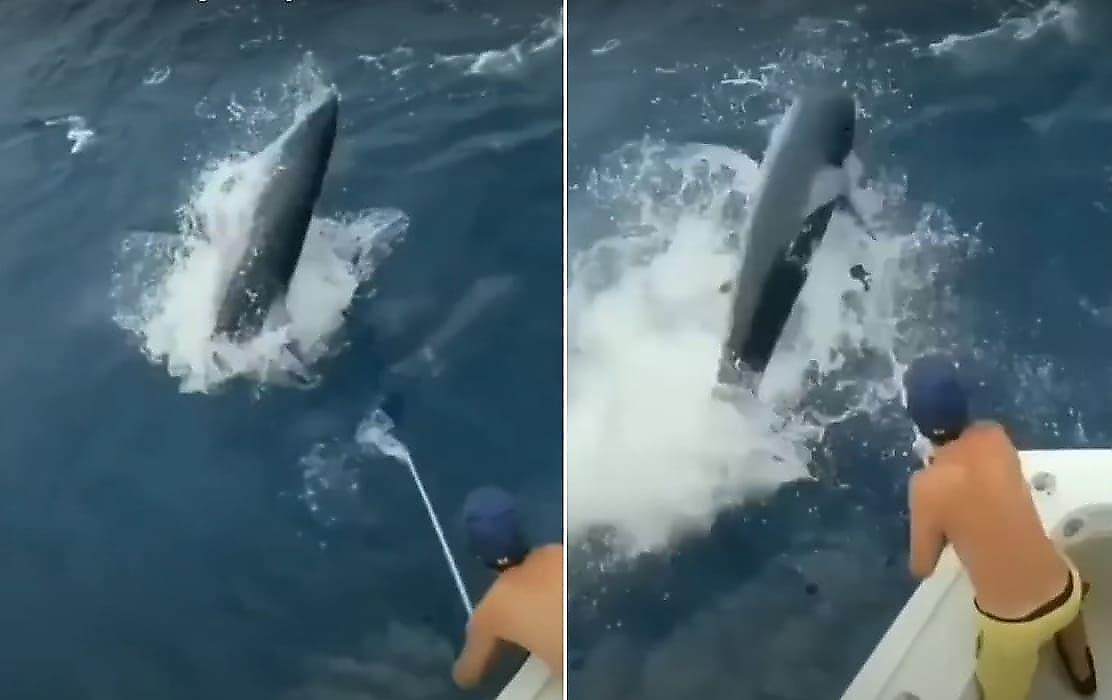 Шустрая акула попыталась похитить улов рыбаков у побережья Майами