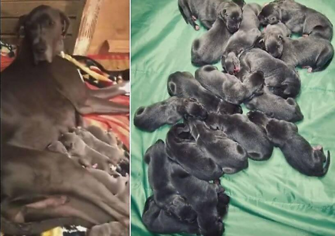 Собака осчастливила своих владельцев, родив 18 щенков